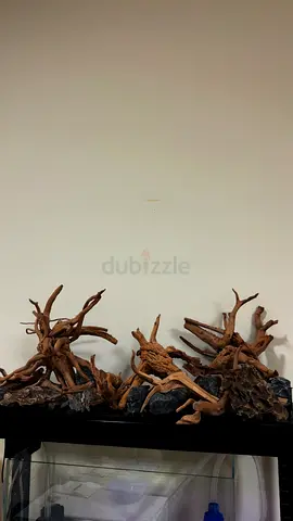 Driftwood aquarium