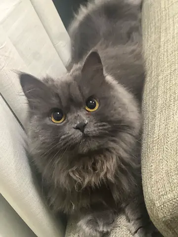 Cat for adoption