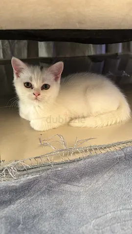 Cat for adoption