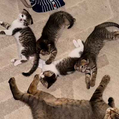 4 Kittens - Ready for Adoption