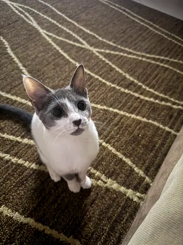 4 month pet for adoption