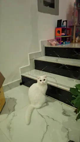Cat for adoption