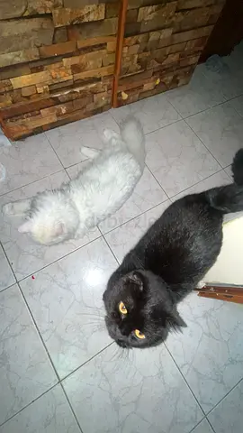Two friendly indoor cats available — one black, one white (looking for new home)