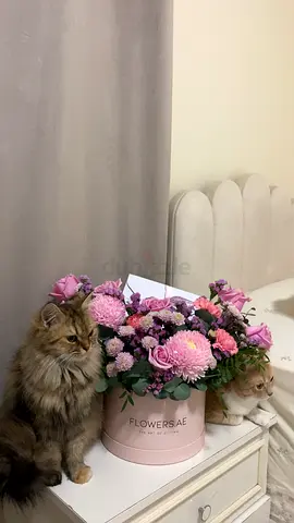 الشارقة التعاون