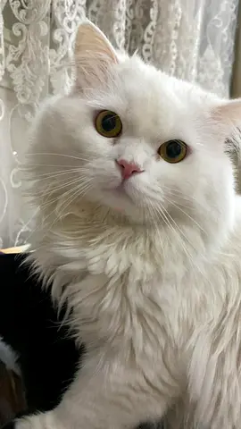 قط شيراز