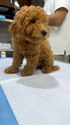 Cute Red Toy Poodle puppy - play and healthy