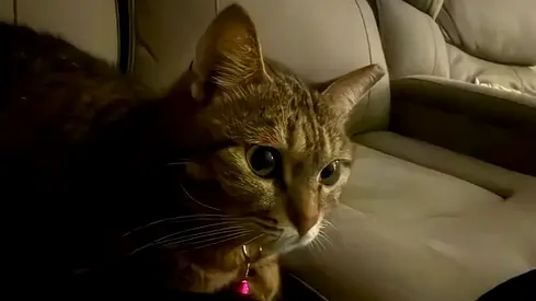 Cat for adoption