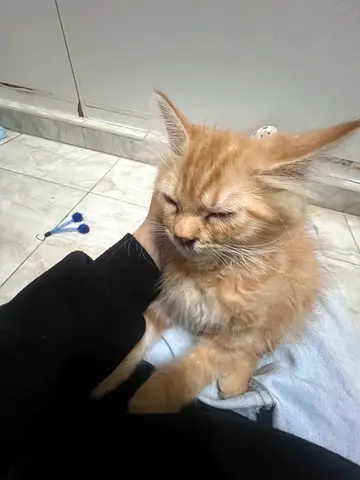 kittens uae