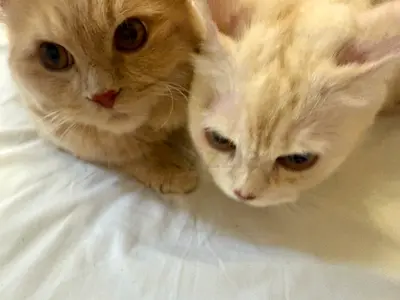 Pets
