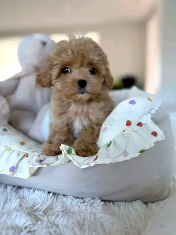 Poodle puppies ready for a loving home