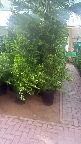 Lot of Potted Green Shrubs — Healthy Landscaping Plants