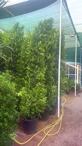 I’m selling Plants indoor and outdoor everything available. We are doing landscaping.
