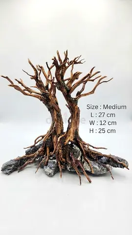 Aquarium Bonsai tree and Bucephalandra