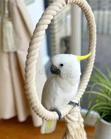 Cockatoo Parrots Looking For Loving Homes