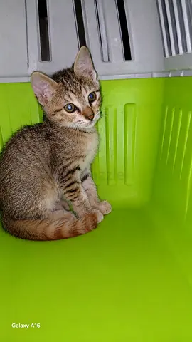 Free Kitten for adoption