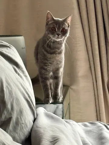 Cat for free adoption
