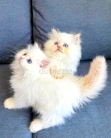 Pure Ragdoll Red Points Kittens