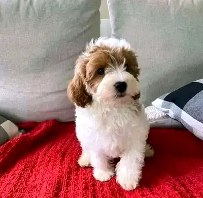 Poodle puppy — ready for loving home
