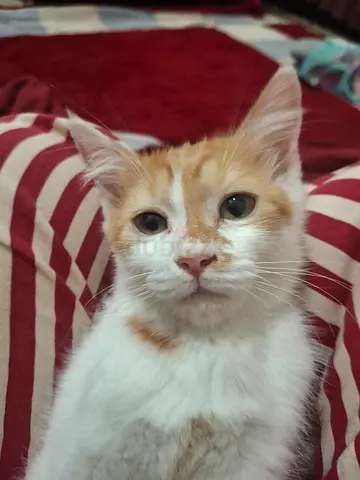 Kitten looking for a forever home❤️
