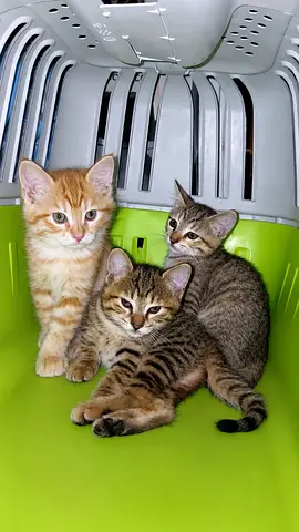 Three friendly kittens available for free adoption.