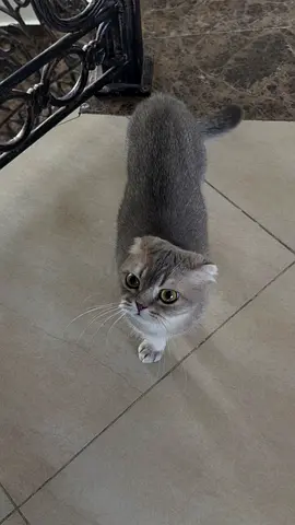 Friendly Scottish Fold Cat Looking for a New Home