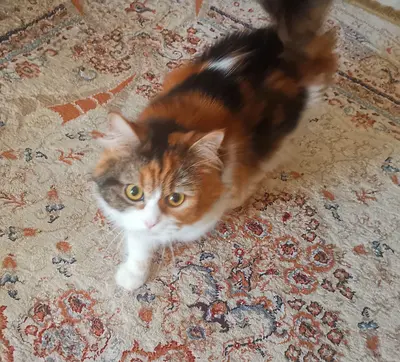 Beautiful Cat, scotch britches, Vaccinated
