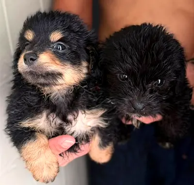 Two small mixed-breed puppies, approx 4–6 weeks old — looking for home