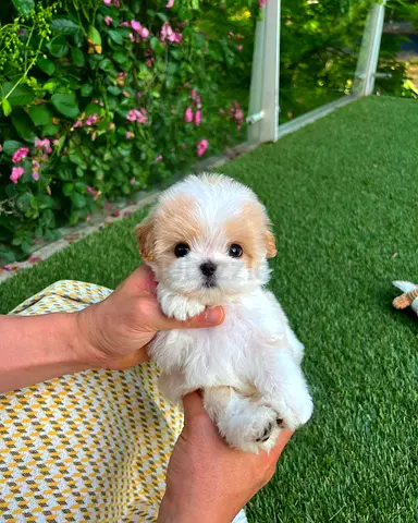 Maltese Mix Puppy - 7 Weeks, Friendly and Playful