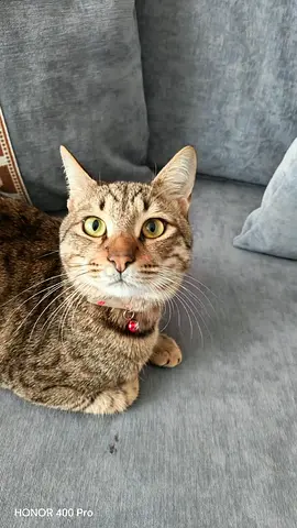 Choco 10 monthes: Tabby cat for free adoption