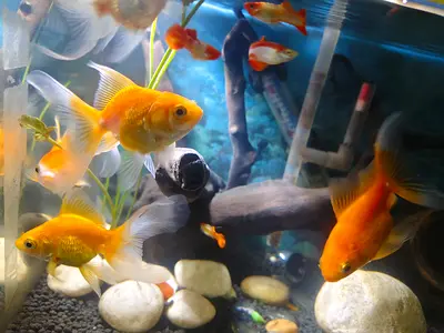 Aquarium fish for sale