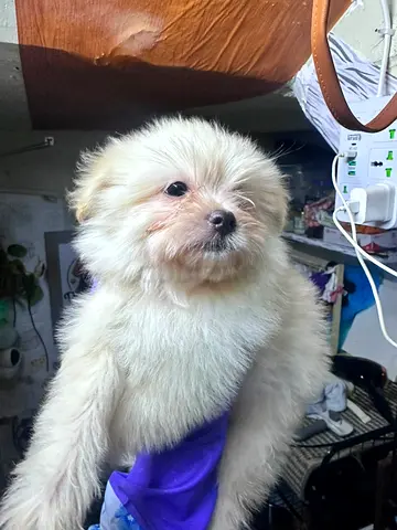 Fluffy White Pomapoo Puppy  Friendly, Ready for a Home