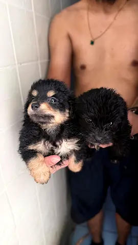 Two small mixed-breed puppies - approx 6 weeks, looking for a home