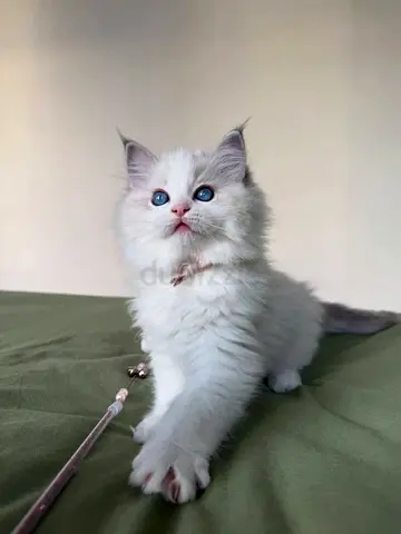 Ragdoll kittens blue eyes