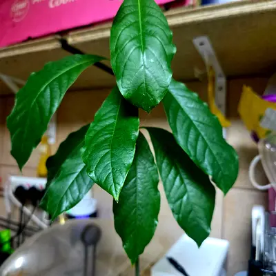 Healthy Indoor Grown Potted Avocado Plant - Ready to Rehome. AED 95 Only!