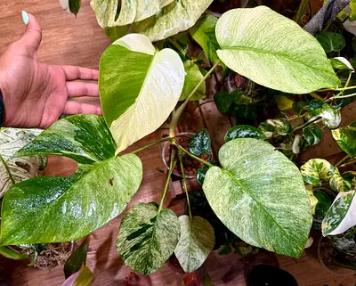 Jungle Mint Monstera in leca. Aed375/- Pickup near financial center metro station. Delivery can be a