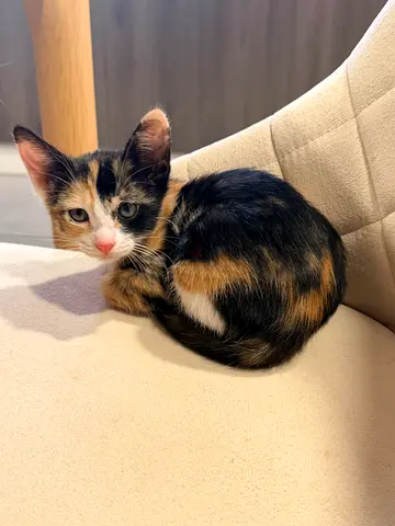 One Beautiful 8-Week-Old Kitten Looking for a Loving Home – FREE Adoption