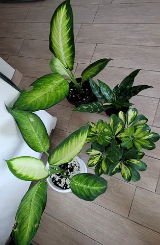 Indoor Plants - 4 plants