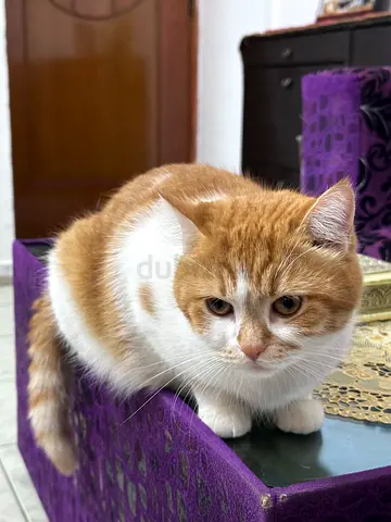Friendly young ginger and white cat available for adoption