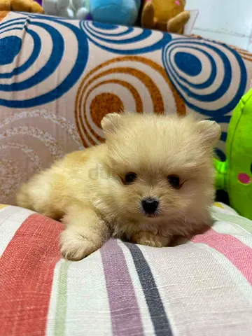 Tiny cream Pomeranian puppy — adorable and playful (ready for new home)