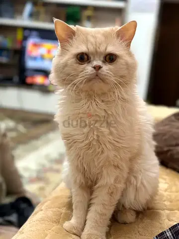 Persian Cat Male