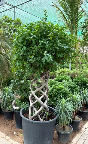 Braided Ficus Topiary Tree in Large Pot - Mature Indoor/Outdoor Plant