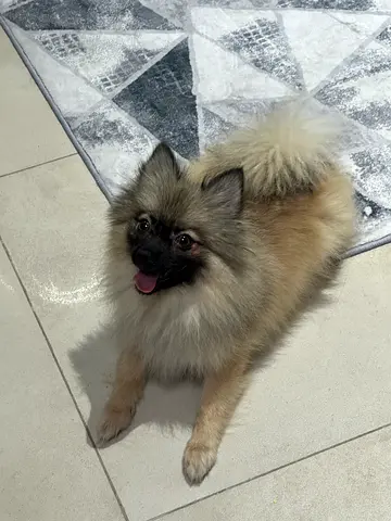 Pomerinian for adoption