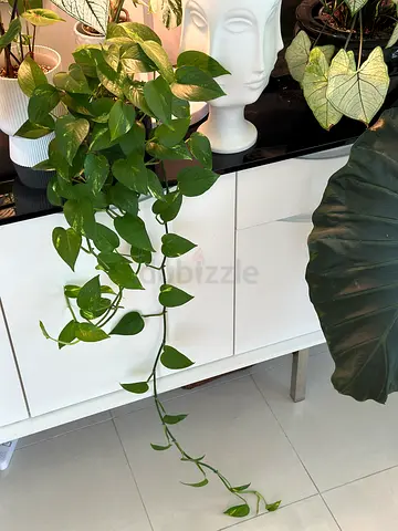 Healthy Pothos (Epipremnum aureum) trailing indoor plant, ready to replant