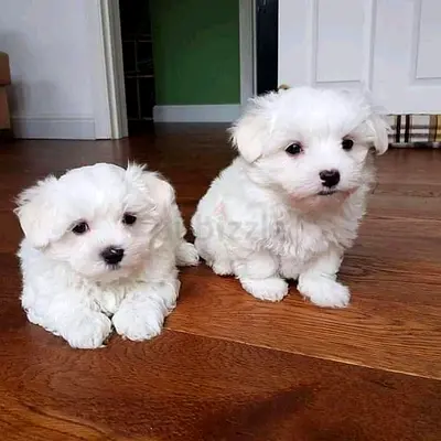 Friendly Maltese Puppies - Perfect Family Companions