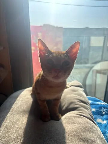 Friendly young ginger cat looking for a new home