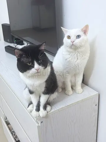 Free No Chrg Two friendly adult cats (one white with odd eyes, one black & white) ready for adoption