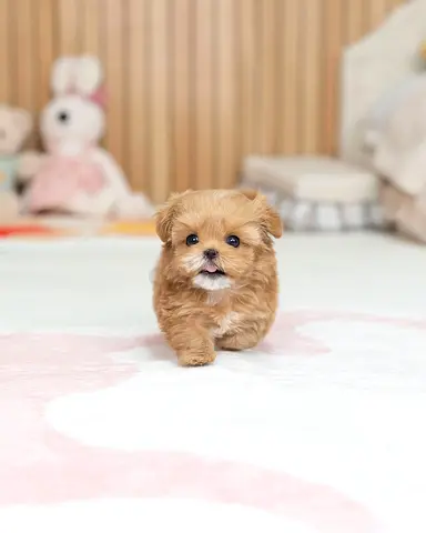 Tiny fluffy Pomeranian puppy — 6 weeks, ready for a loving home