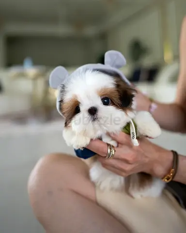 Tiny Shih Tzu Puppy — 8 weeks, friendly and playful