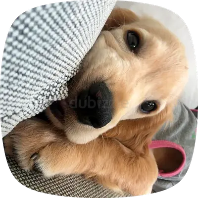 for adoption cocker spaniel🎀🌸