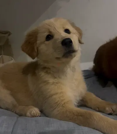 Golden Retriever Puppy